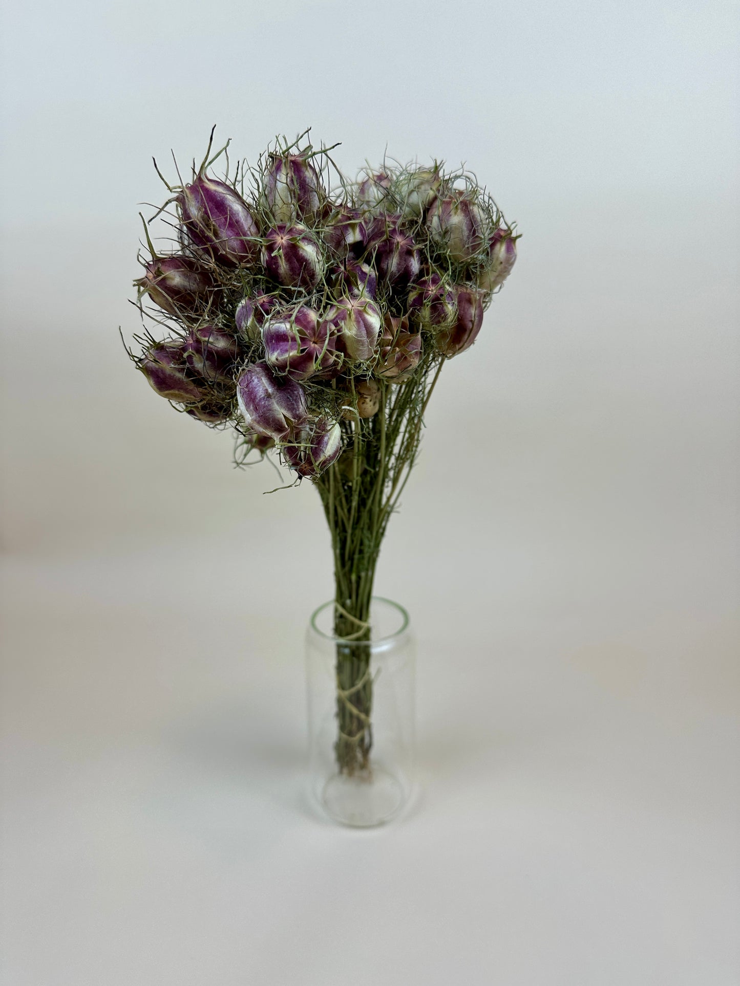 Dried Nigella (Love in a Mist) - Green