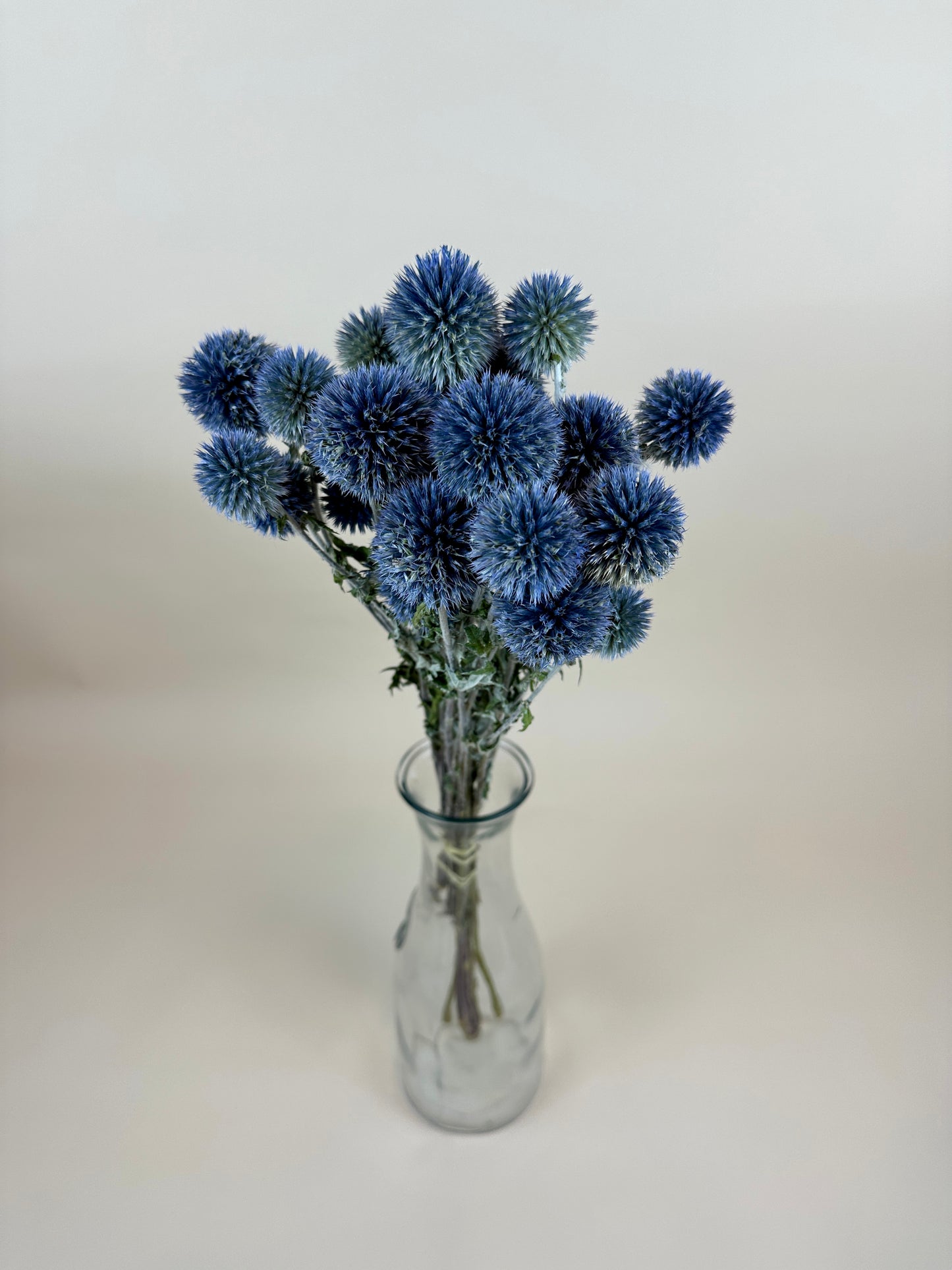 Dried Echinops (Globe Thistle)