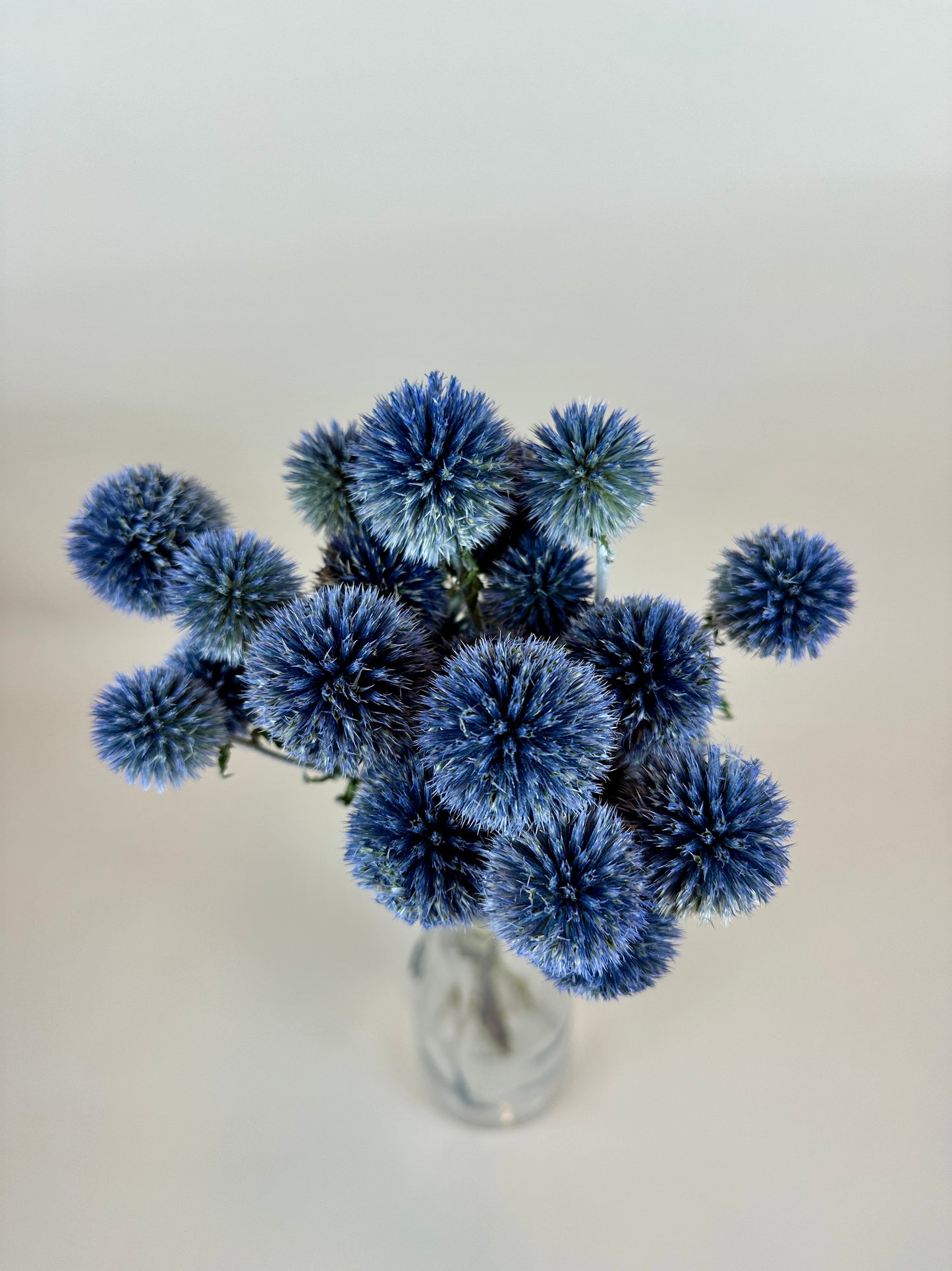 Dried Echinops (Globe Thistle)