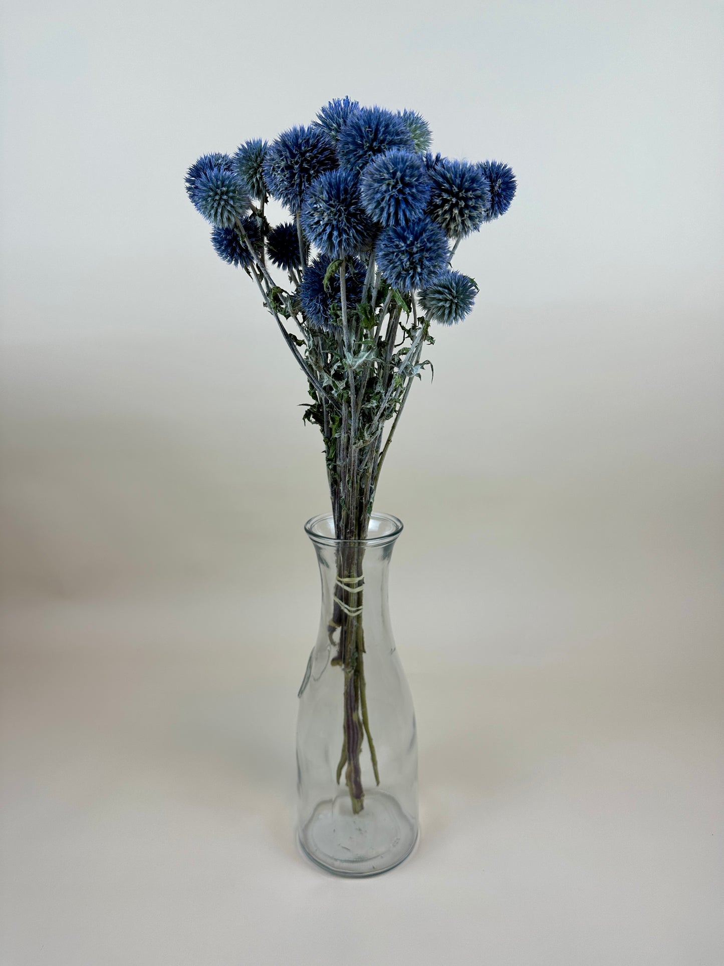 Dried Echinops (Globe Thistle)