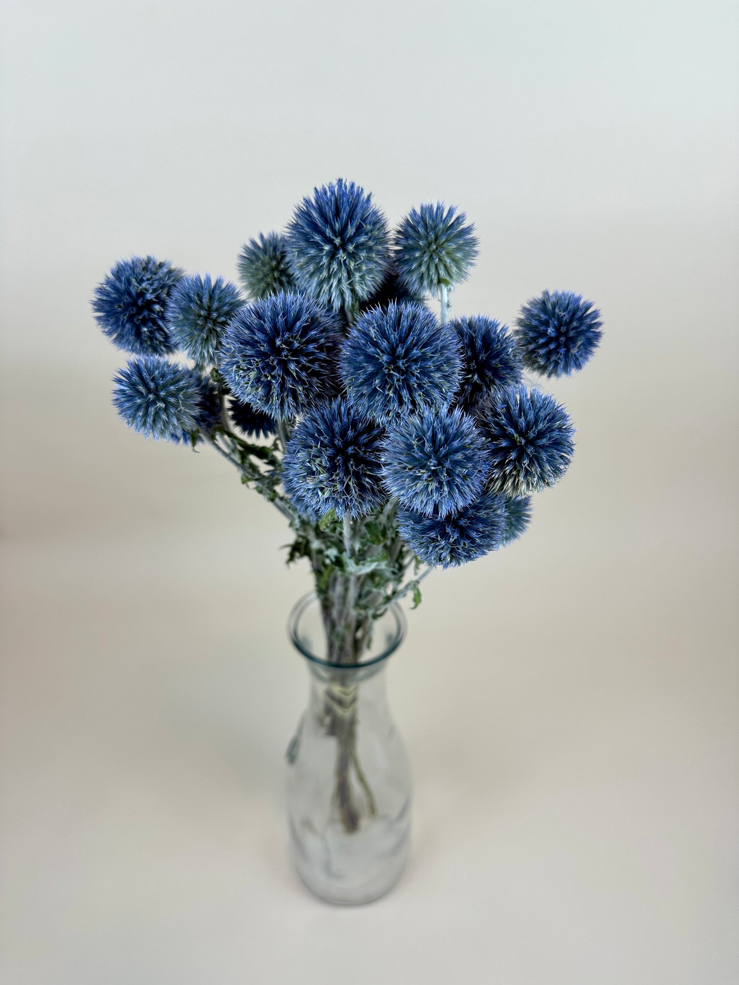 Dried Echinops (Globe Thistle)