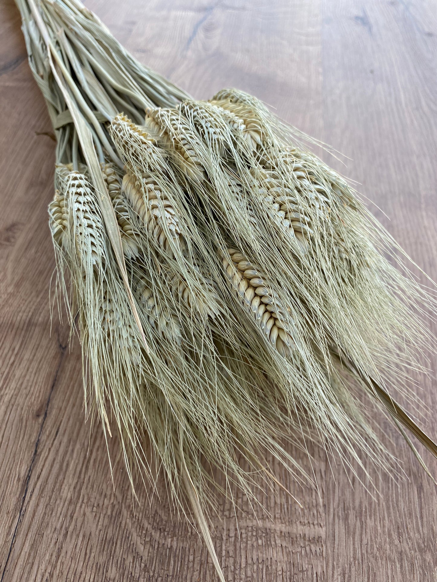 Dried Club Wheat