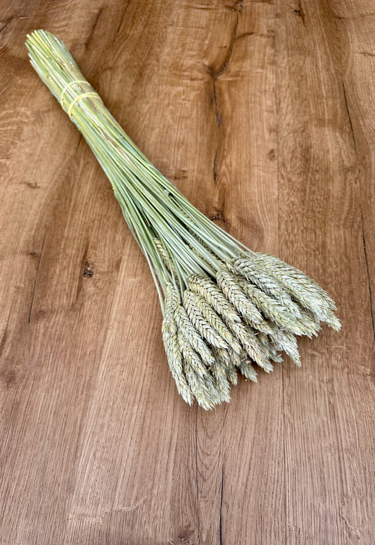 Dried Triticale (Beardless)