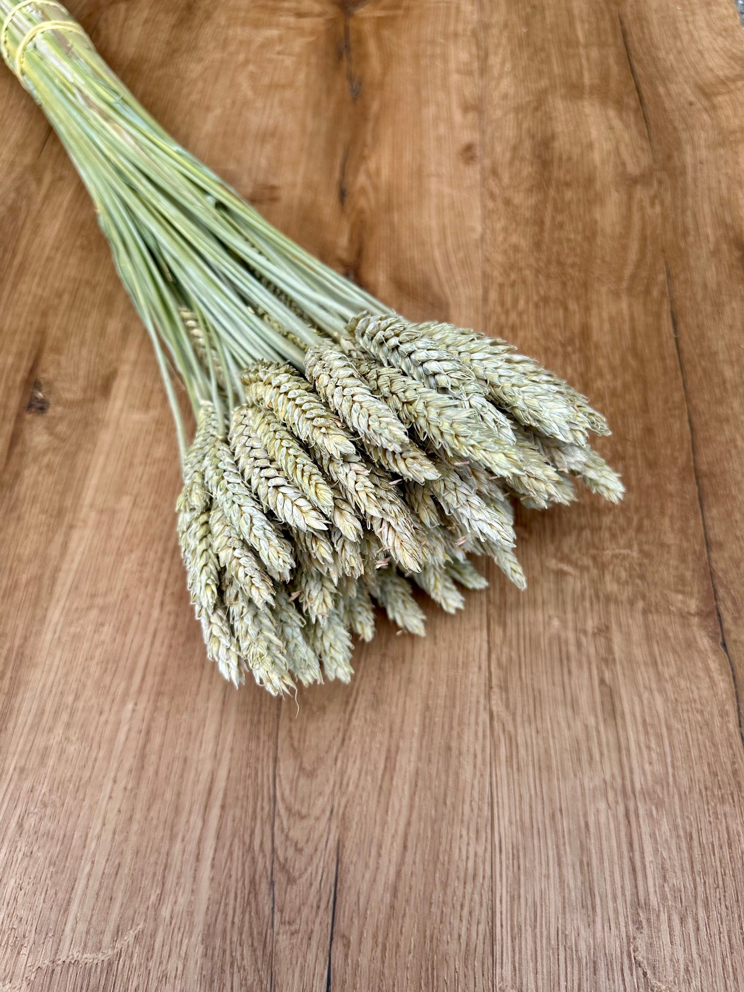 Dried Triticale (Beardless)