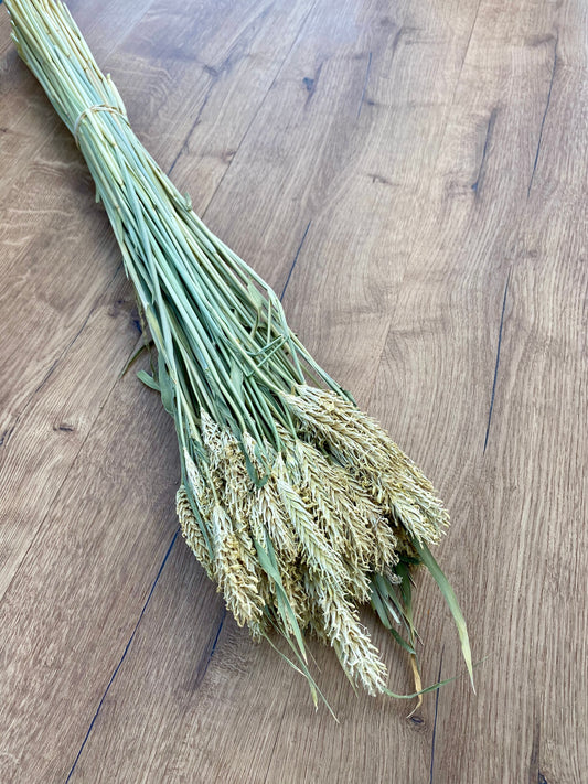 Dried Hooked Barley