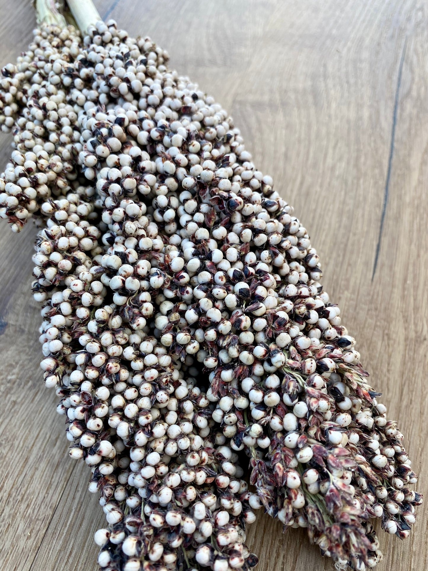 Dried Pinto Berries