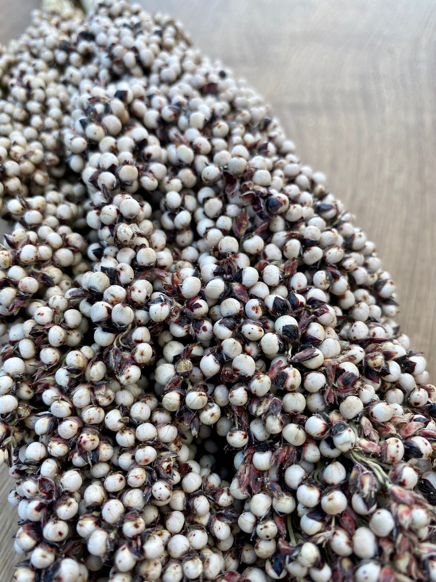 Dried Pinto Berries