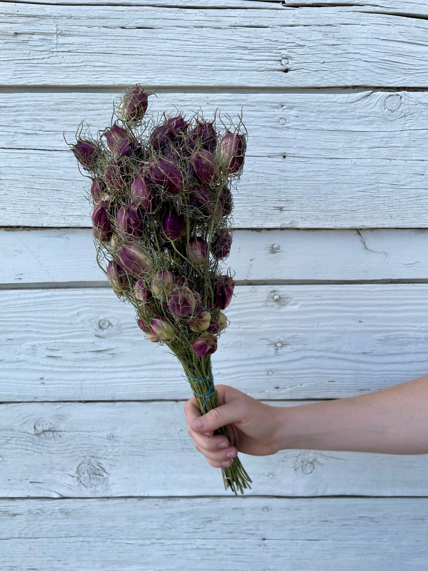 Dried Nigella (Love in a Mist) - Purple