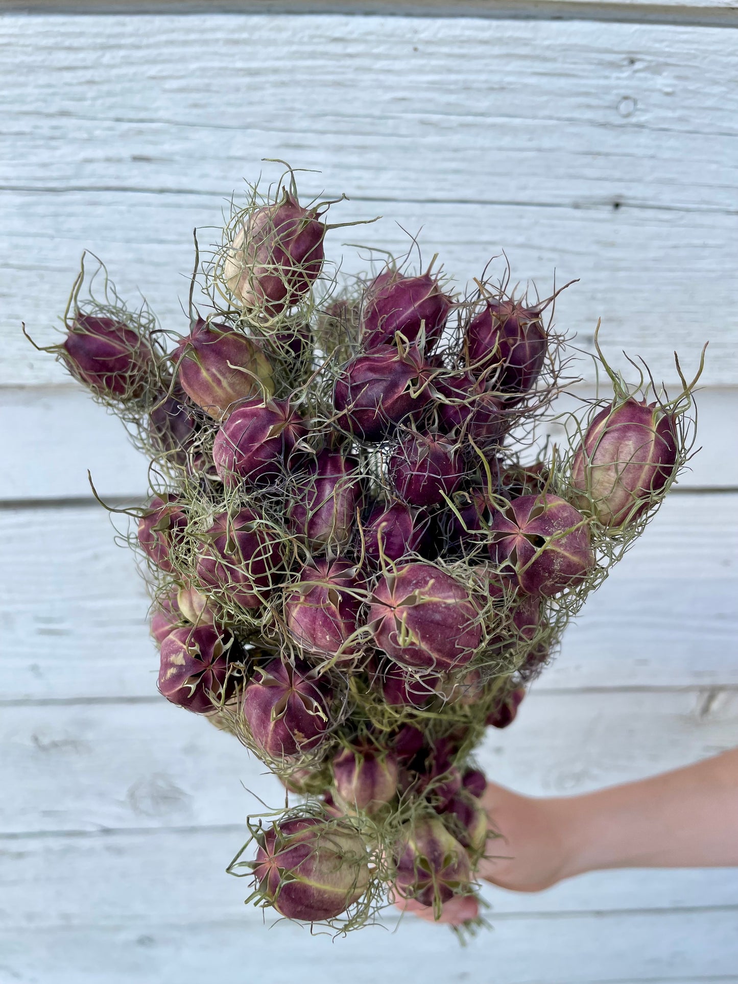 Dried Nigella (Love in a Mist) - Purple