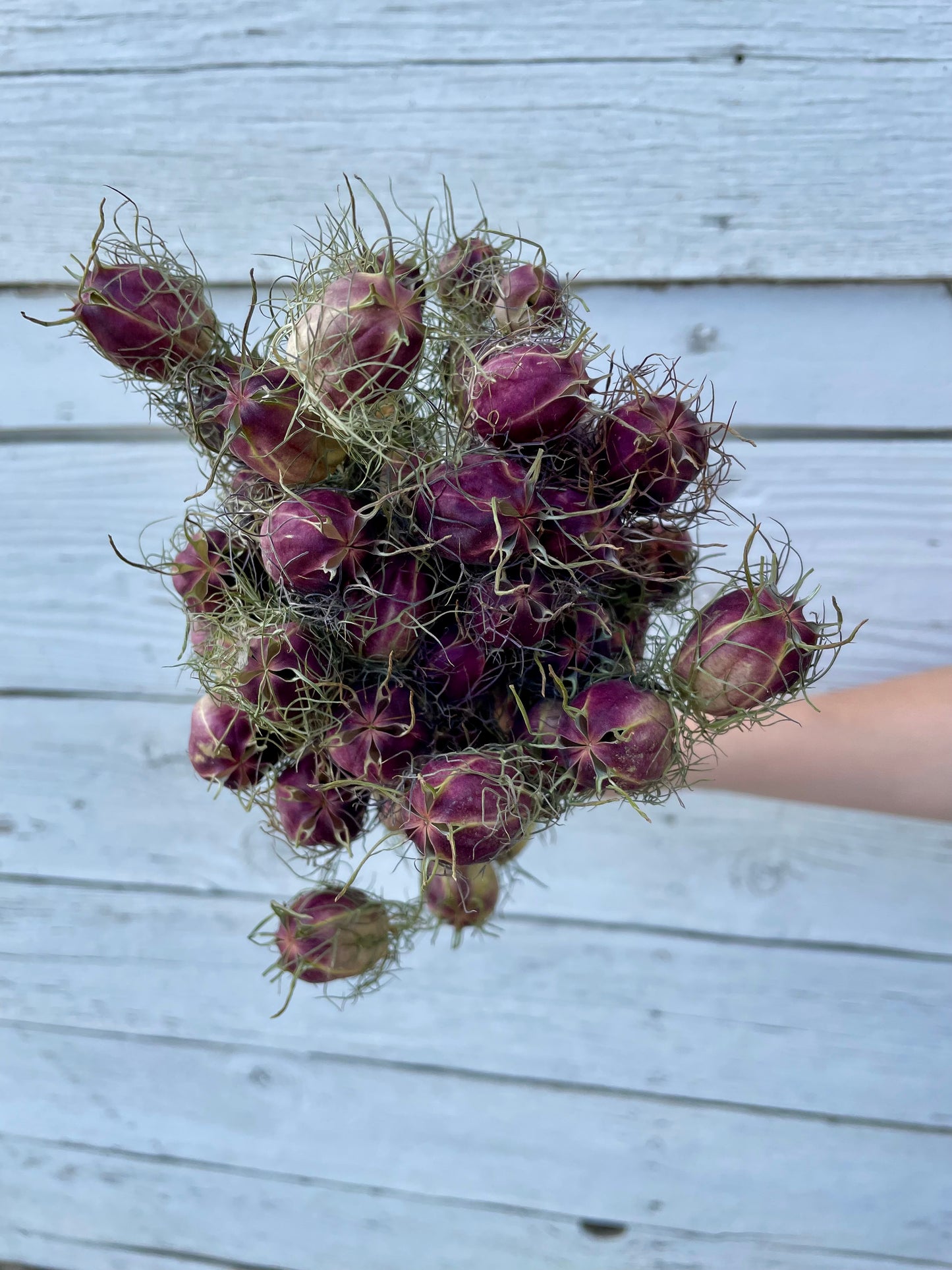 Dried Nigella (Love in a Mist) - Purple