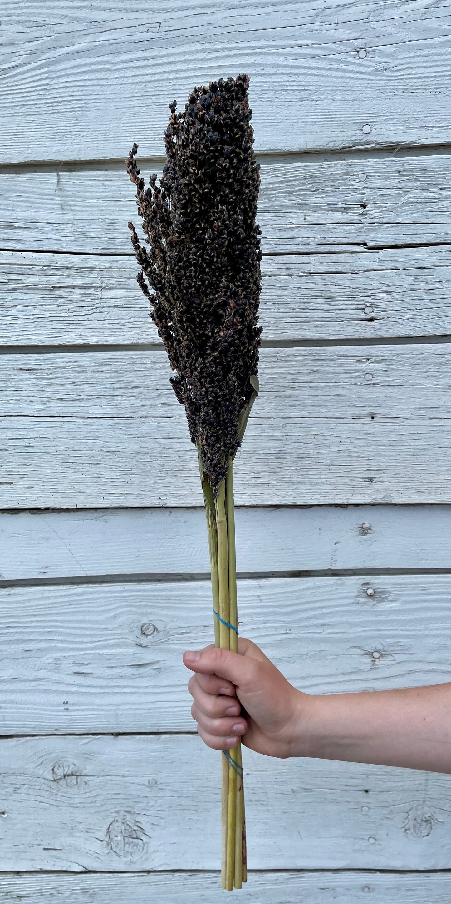 Dried Black Sorghum