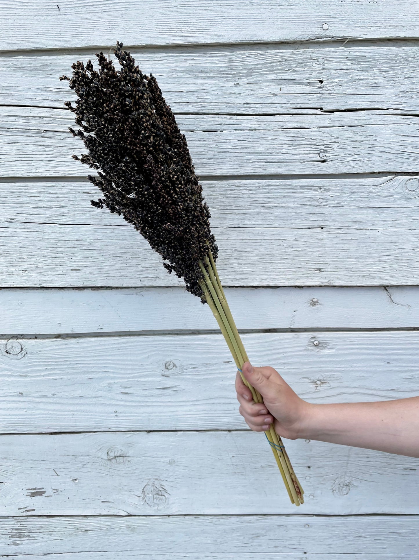 Dried Black Sorghum