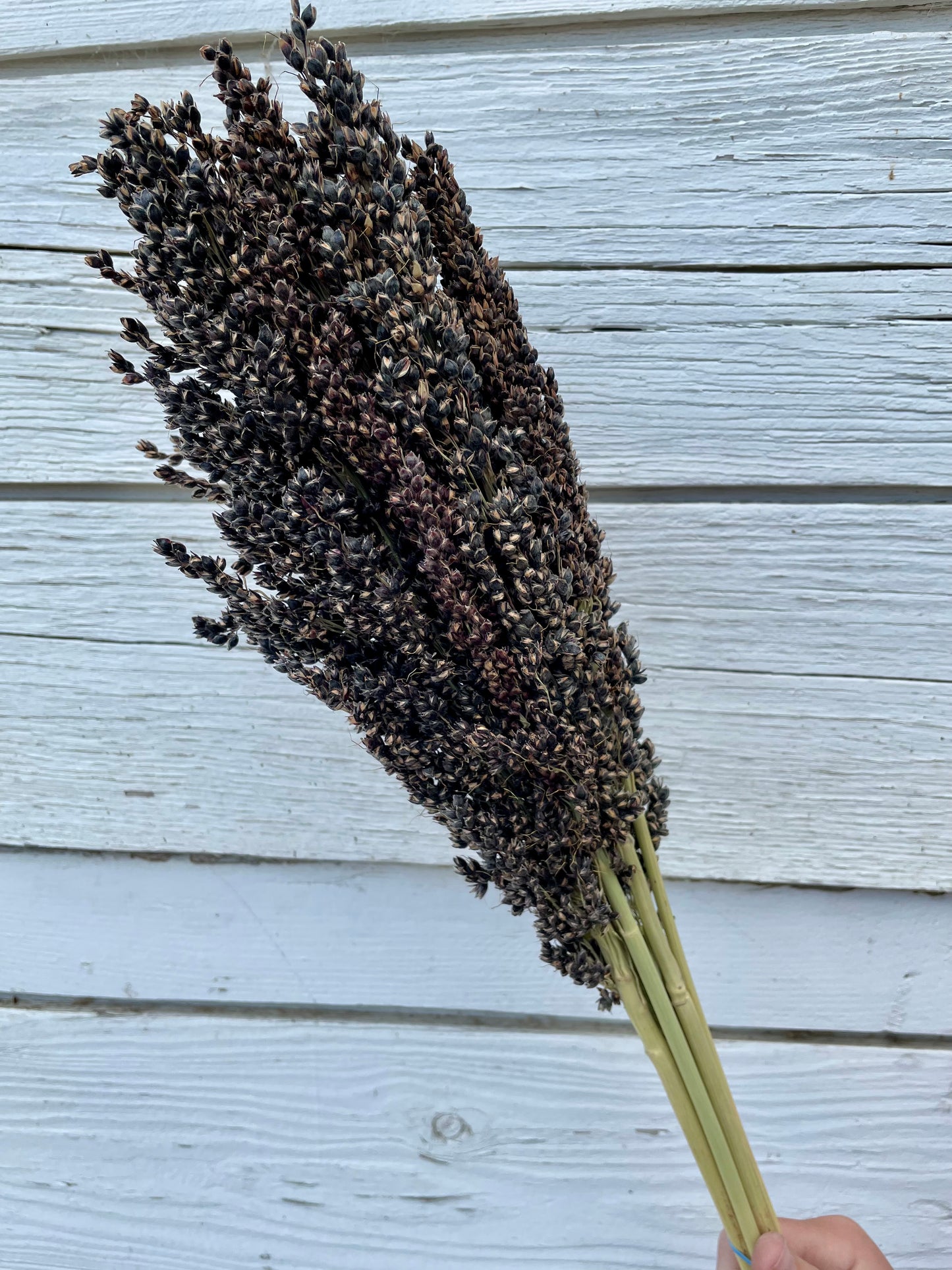 Dried Black Sorghum