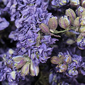 Dried Larkspur (Lilac)