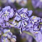 Dried Larkspur (Lilac)