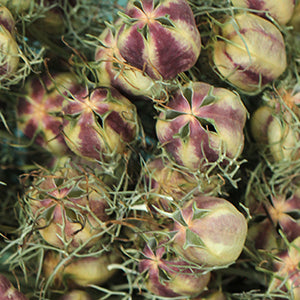 Dried Nigella (Love in a Mist) - Green