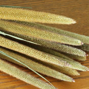 Dried Pearl Millet