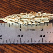 Dried Hooked Barley