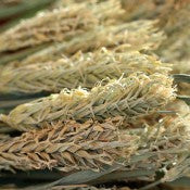 Dried Hooked Barley