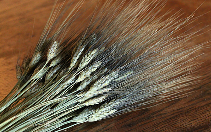 Dried Black Bearded Wheat