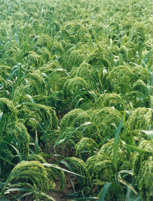 Dried Canary Grass