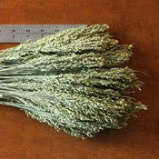 Dried Canary Grass