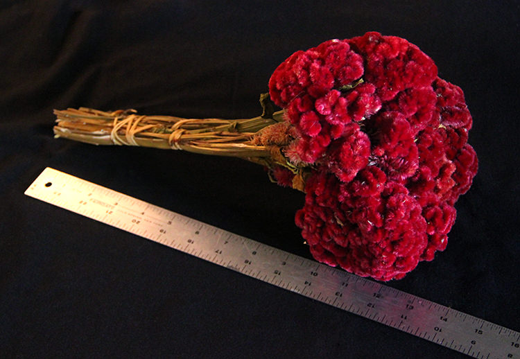 Dried Coxcomb (Celosia) – Burgundy