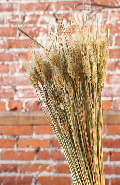 Dried Club Wheat