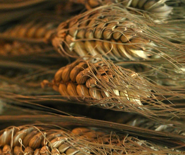 Dried Club Wheat