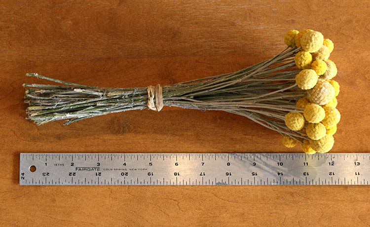 Dried Craspedia (Drumstick Flower)