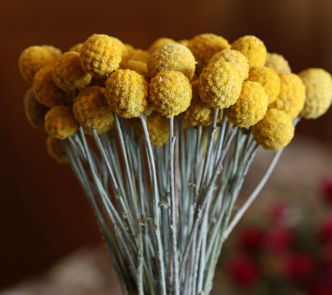 Dried Craspedia (Drumstick Flower)