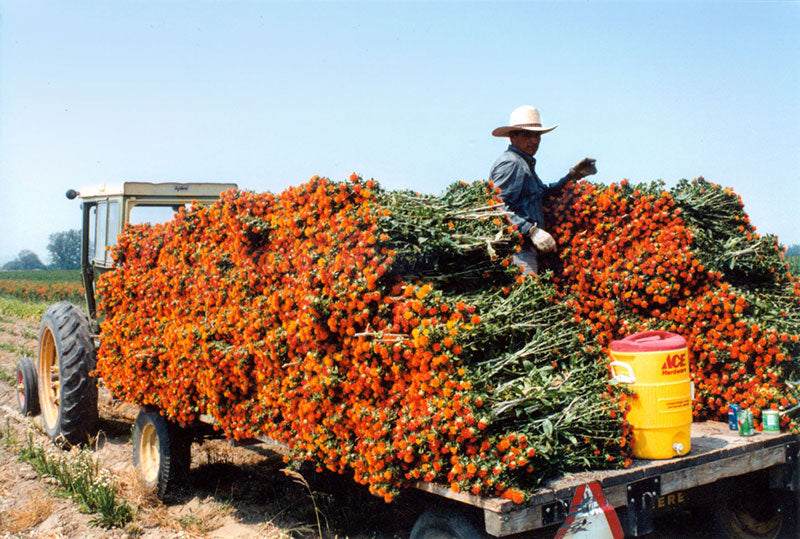 Dried Safflower – Orange