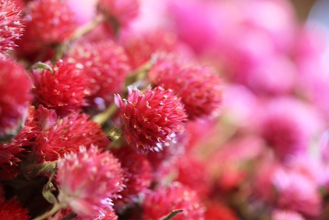 Dried Globe Amaranth (Red)