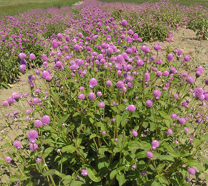 Dried Globe Amaranth  (Rose Pink)