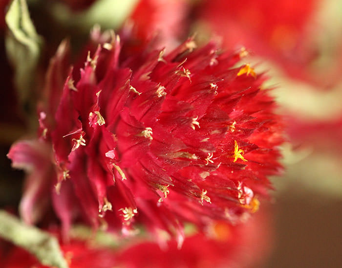 Dried Globe Amaranth (Red)