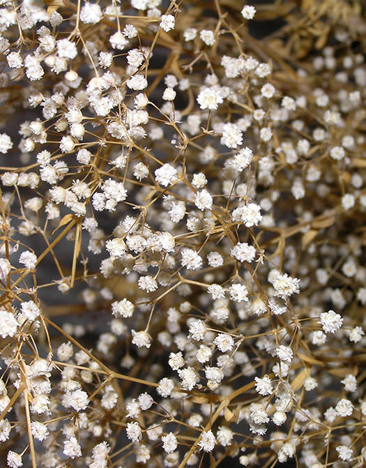 Dried Baby’s Breath (Gypsophillia)