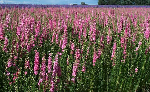 Dried Larkspur (Carmine Pink)