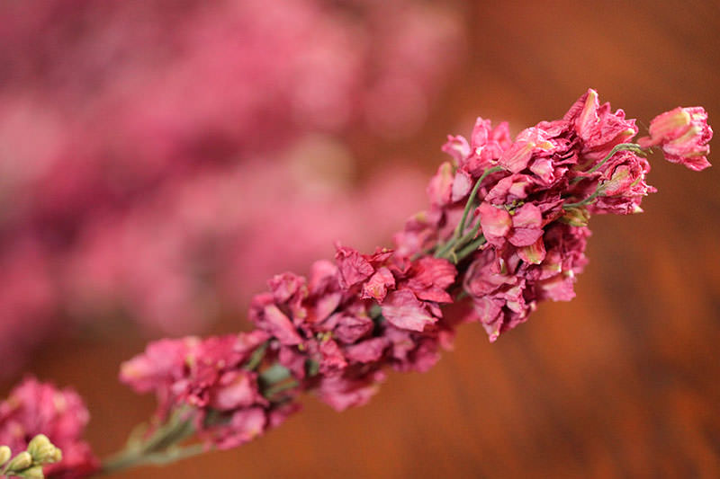 Dried Larkspur (Carmine Pink)