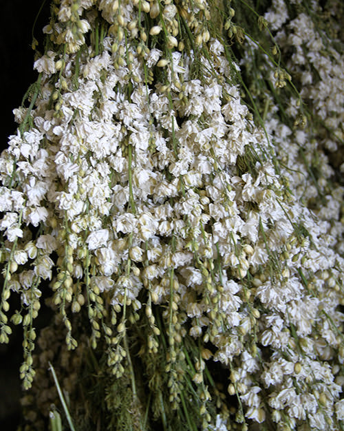 Dried Larkspur (White)