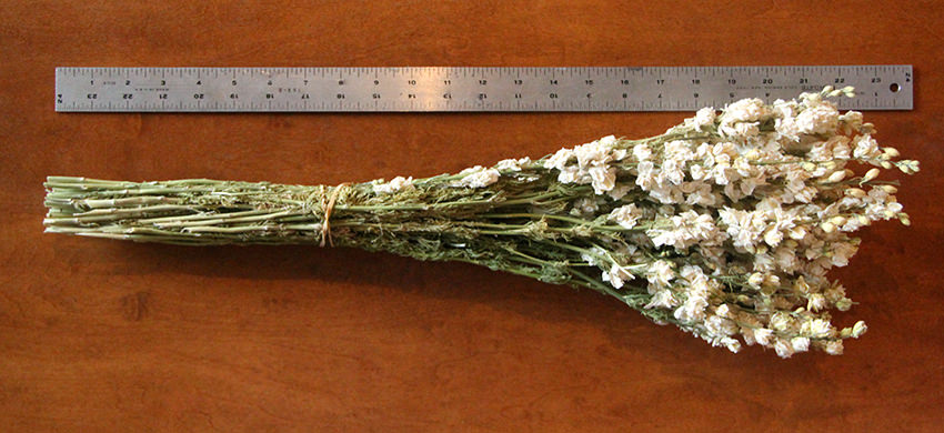 Dried Larkspur (White)