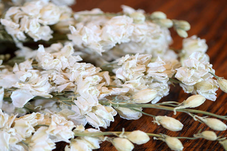 Dried Larkspur (White)