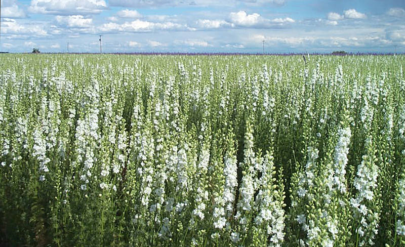 Dried Larkspur (White)