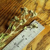 Dried Mountain Mint