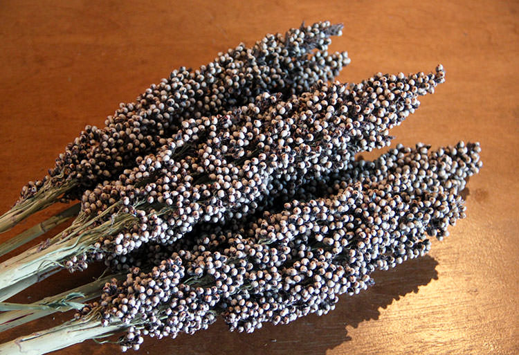 Dried Pinto Berries