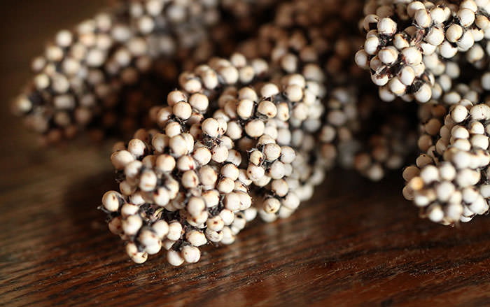 Dried Pinto Berries