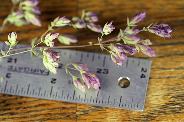 Dried Oregano (Santa Cruz)