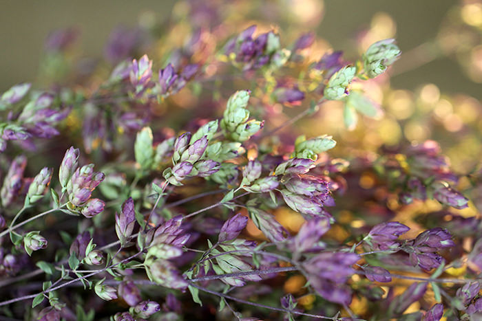 Dried Oregano (Santa Cruz)