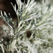 Dried Silver King Artemesia