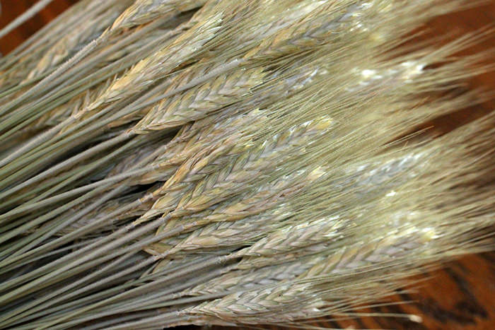 Dried Triticale (Bearded)