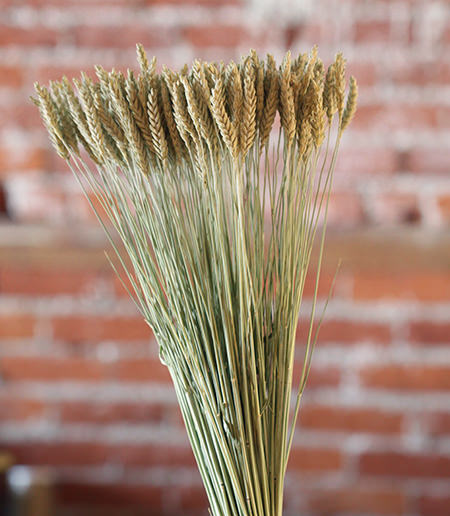 Dried Triticale (Beardless)